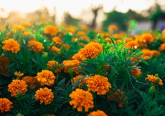 Photo of orange flowers in a green field.