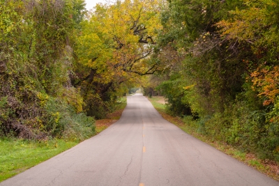 Photo of trees beside a road during the fall