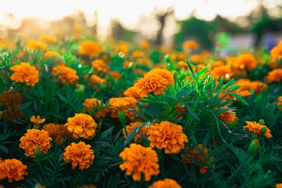 Photo of orange flowers in a green field.